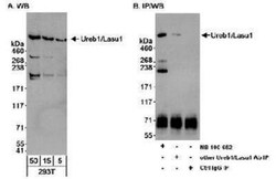 HUWE1 Antibody, Novus Biologicals 0.1mL; Unlabeled:Antibodies, Polyclonal