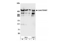 HUWE1 Antibody, Novus Biologicals 0.1mL; Unlabeled:Antibodies, Polyclonal