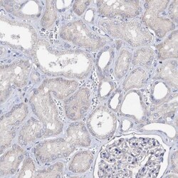 HVCN1 Antibody, Novus Biologicals 25 &mu;L; Unlabeled:Antibodies, Polyclonal