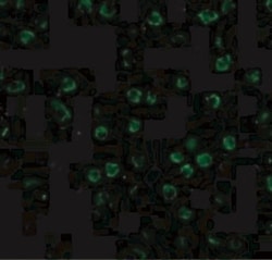HVEM/TNFRSF14 Antibody - BSA Free, Novus Biologicals 0.1mg; Unlabeled:Antibodies,