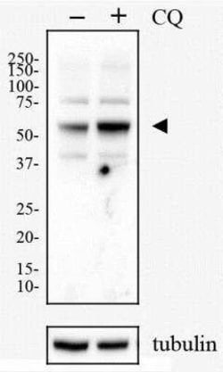 Novus Biologicals&trade;&nbsp;HeLa Chloroquine Treated/ Untreated Cell Lysate