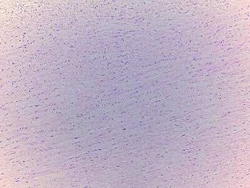 Novus Biologicals Heart Arcus Aortae Tissue Slides (Adult Normal)- Paraffin 5 Slides | Buy Online | Novus Biologicals&trade; | Fisher Scientific