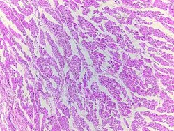 Novus Biologicals Heart Atrium Tissue Slides (Adult Normal Left)- Paraffin 5 Slides | Buy Online | Novus Biologicals&trade; | Fisher Scientific