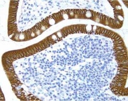 Novus Biologicals&trade;&nbsp;Hematoxylin QS Counterstain