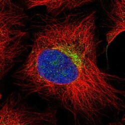 Hemicentin 2 Antibody, Novus Biologicals:Antibodies:Primary Antibodies