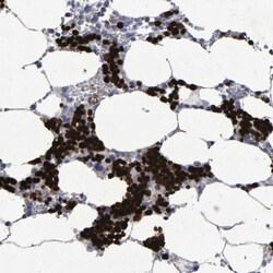 Hemogen Antibody, Novus Biologicals:Antibodies:Primary Antibodies