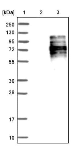 Hemogen Antibody, Novus Biologicals:Antibodies:Primary Antibodies