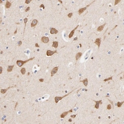Heparan Sulfate 3-O-Sulfotransferase 1/HS3ST1 Antibody, Novus Biologicals