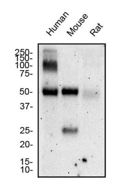 Hepatic Sinusoidal Endothelial Cells Antibody (SE-1), Novus Biologicals