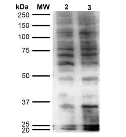 Hexanoyl-Lysine adduct Antibody (5D9), Novus Biologicals:Antibodies:Primary