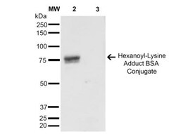 Hexanoyl-Lysine adduct Antibody (5D9), Novus Biologicals:Antibodies:Primary