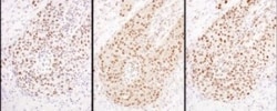Hexim 1 Antibody, Novus Biologicals 0.1mL; Unlabeled:Antibodies, Polyclonal