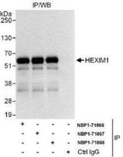 Hexim 1 Antibody, Novus Biologicals 0.1mg; Unlabeled:Antibodies, Polyclonal