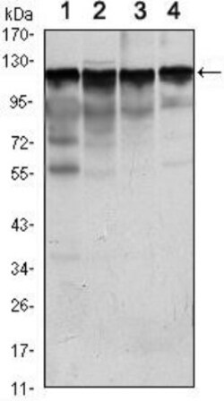 Hexokinase 1 Antibody (3A10), Novus Biologicals:Antibodies:Primary Antibodies