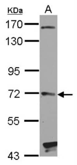 Hip Antibody, Novus Biologicals 0.1 mL | Buy Online | Novus Biologicals | Fisher Scientific