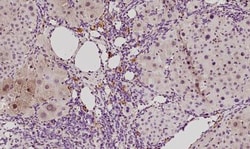 Histamine H2R Antibody, Novus Biologicals 0.1mL; Unlabeled:Antibodies,