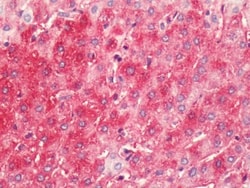 Histamine H4R Antibody - BSA Free, Novus Biologicals 0.05mL; Unlabeled:Antibodies,