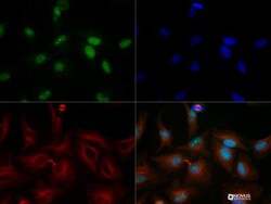 Histone Deacetylase 4/HDAC4 Antibody - BSA Free, Novus Biologicals 0.1mL:Antibodies,