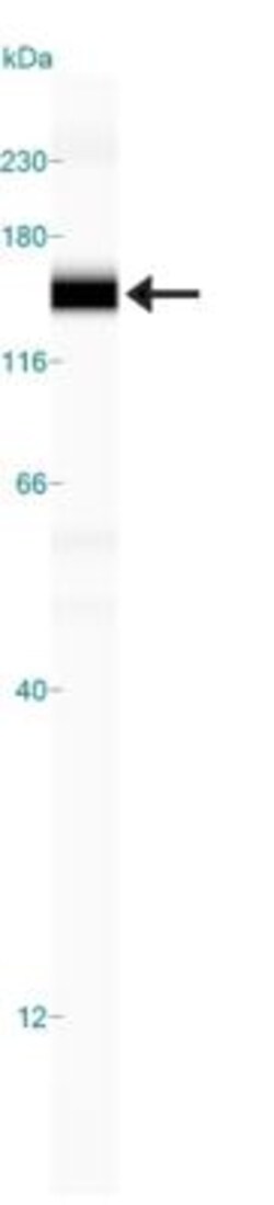 Histone Deacetylase 4/HDAC4 Antibody - BSA Free, Novus Biologicals 0.1mL:Antibodies,