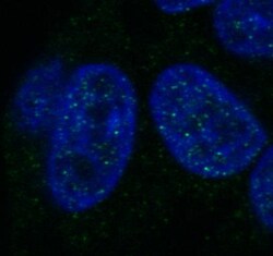 Histone H1 Antibody (HH1/957), Novus Biologicals 0.2mg; Unlabeled:Antibodies,