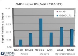Histone H3 Antibody - BSA Free, Novus Biologicals 0.025mL:Antibodies, Polyclonal