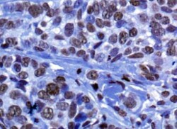 Histone H3 Antibody - BSA Free, Novus Biologicals 0.025mL:Antibodies, Polyclonal
