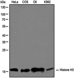 Histone H3 Antibody - BSA Free, Novus Biologicals 0.025mL:Antibodies, Polyclonal