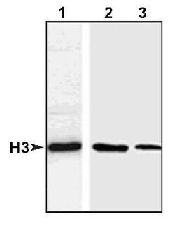 Histone H3 Antibody - BSA Free, Novus Biologicals 0.025mL:Antibodies, Polyclonal