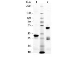 Novus Biologicals&trade;&nbsp;Horse IgG, Fc Native Protein