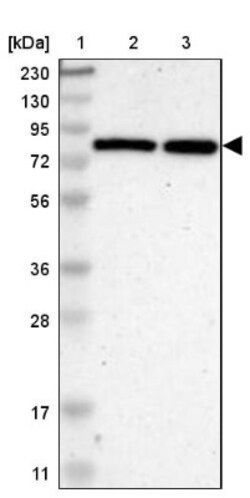 Host cell factor C2 Antibody, Novus Biologicals 0.1 mL | Buy Online | Novus Biologicals | Fisher Scientific