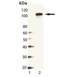 Hsp104 Antibody, Novus Biologicals 0.025 mg; Unconjugated:Antibodies, Polyclonal