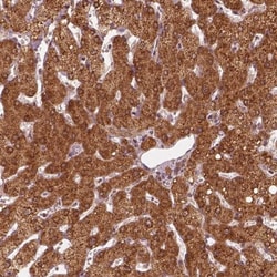 Hsp40/DNAJC25 Antibody, Novus Biologicals 0.1mL; Unlabeled:Antibodies,