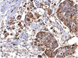 Hsp47 Antibody, Novus Biologicals 0.1mL; Unlabeled:Antibodies, Polyclonal
