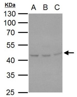 Hsp47 Antibody, Novus Biologicals 0.1mL; Unlabeled:Antibodies, Polyclonal