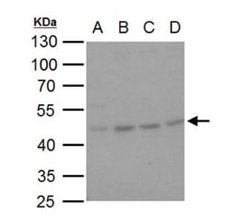 Hsp47 Antibody, Novus Biologicals 0.1mL; Unlabeled:Antibodies, Polyclonal