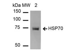 HSP70/HSPA1A Antibody (1H11), Novus Biologicals:Antibodies:Primary Antibodies