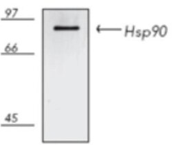 HSP90 Antibody (2D12), Novus Biologicals 0.025 mL; Unconjugated:Antibodies,