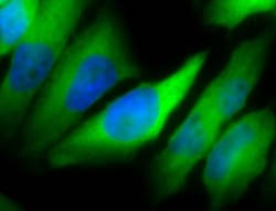 Hsp90A/B Antibody (Hyb-K41220A), Novus Biologicals 0.1 mg | Buy Online | Novus Biologicals | Fisher Scientific
