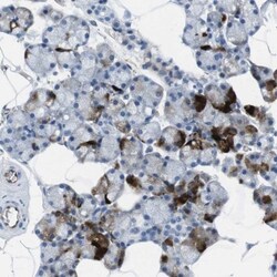 HspA12B Antibody, Novus Biologicals:Antibodies:Primary Antibodies