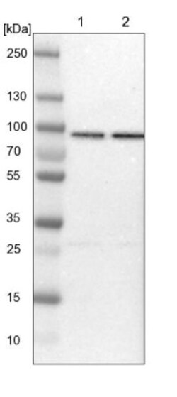 HspA12B Antibody, Novus Biologicals:Antibodies:Primary Antibodies