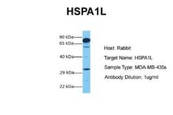 HspA1L Antibody, Novus Biologicals 0.05mg; Unlabeled:Antibodies, Polyclonal