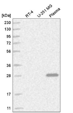 HspB11 Antibody, Novus Biologicals 0.1mL; Unlabeled:Antibodies, Polyclonal