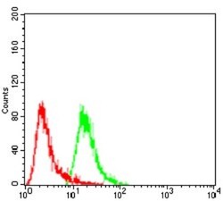 HspB2 Antibody (4B9E2) - BSA Free, Novus Biologicals:Antibodies:Primary