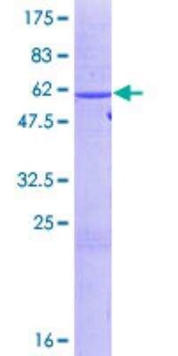 Novus Biologicals&trade;&nbsp;Recombinant Human HuR/ELAVL1 GST (N-Term) Protein