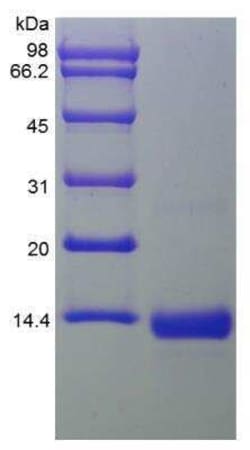 Novus Biologicals&trade;&nbsp;Recombinant Human BMP-4 Protein