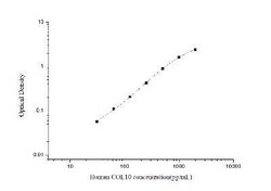 Novus Biologicals™ Human Collagen X alpha 1 ELISA Kit (Colorimetric)