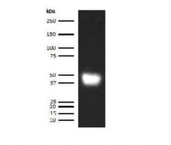 Novus Biologicals&trade;&nbsp;Human LRG1 ELISA Kit (Colorimetric)