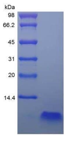Novus Biologicals Recombinant Human beta-Defensin 4/2 Protein 500 &mu;g | Buy Online | Novus Biologicals&trade; | Fisher Scientific