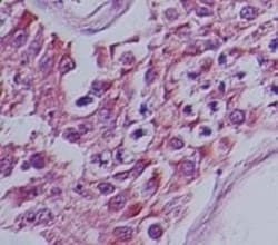 Humanin Antibody, Novus Biologicals 0.1mL; Unlabeled:Antibodies, Polyclonal