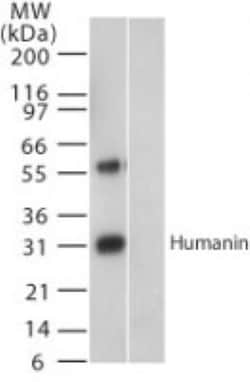 Humanin Antibody, Novus Biologicals 0.1mL; Unlabeled:Antibodies, Polyclonal